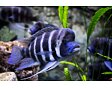 Cyphotilapia frontosa Burundi -  Tlamovec čelnatý 4 cm