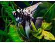 Pterophyllum scalare marble - Skalára mramorová 3-4 cm