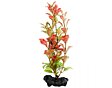 Rostlina TETRA Red Ludwigia S