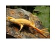 Hymenochirus boettgeri gold - Drápatečka zlatá 2-2,5 cm