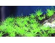 Eleocharis minima