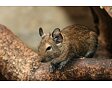Osmák degu mix barev