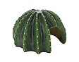 Cactus Home 2