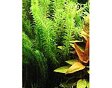 Egeria densa
