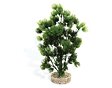 Rostlina Wild Moss
