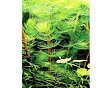 Ceratophyllum demersum