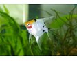 Pterophyllum scalare koi - Skalára koi 3-4 cm
