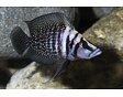 Altolamprologus calvus - Pestřenec calvus 2,5-3 cm