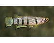Epiplatys dageti - Panchax příčnopásý 3-4 cm