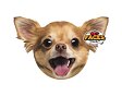 Polštář 3D Chihuahua
