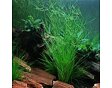Eleocharis vivipara