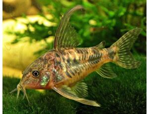 Corydoras paleatus LF - Pancéřníček skvrnitý závojový 2,5-3 cm