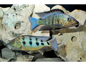 Fossorochromis rostratus - Tlamovec pískomilný 5 cm