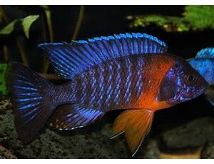 Aulonocara hansbaenschi Red Flash 4-5 cm