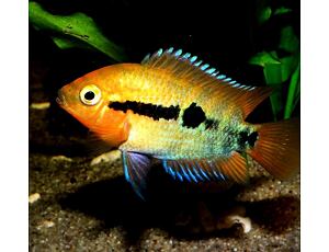 Herotilapia multispinosa 4-5 cm