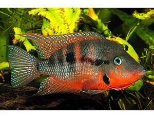 Cichlasoma meeki - Kančík červenohrdlý 3-4 cm