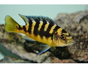 Pseudotropheus crabro - Tlamovec crabro  4-5 cm
