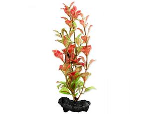 Rostlina TETRA Red Ludwigia S