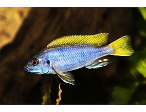 Pseudotropheus sp. Acei 3-4 cm