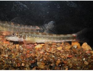 Schistura guentheri - Mřenka Güntherova 5-6 cm