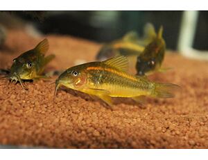 Corydoras aff. aeneus Neon Orange 2,5-3 cm