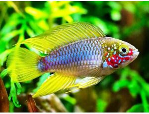 Apistogramma opal - Cichlidka sp. Opal 3-3,5cm