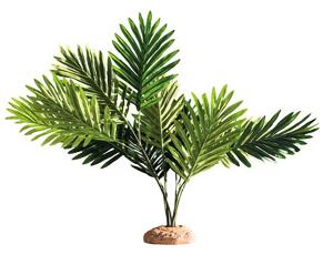 Palme