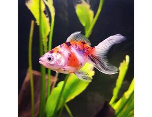 Závojnatka Calico Oranda 4-5 cm