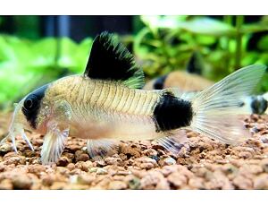 Corydoras panda - Pancéřníček panda 2,5-3 cm
