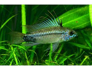 Apistogramma trifasciata 3-3,5 cm
