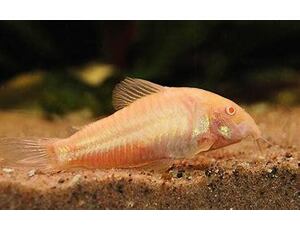 Corydoras aeneus Albino - Pancéřníček zlatopásý albín 2,5-3 cm