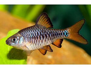 Puntius oligolepis - Parmička perleťová 3 cm
