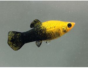 Poecilia sphenops Gold Black - Zlato/černá molly 3 cm