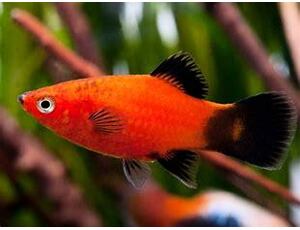 Xiphophorus maculatus WG - Plata WG 3 cm