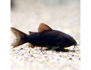 Corydoras aeneus var. Black Venezuela - Pancéřníček Black Venezuela 2,5-3 cm