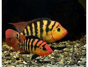 Cichlasoma festae - Kančík rudý 3-4 cm