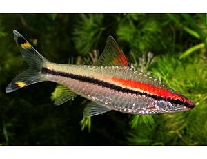 Puntius denisoni - Parmička Denisonova 5-6 cm
