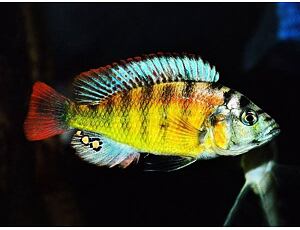 Haplochromis sp. Yellow Belly 3-4 cm