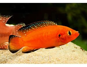 Hemichromis exsul - Perlovka turkanská 4-5 cm