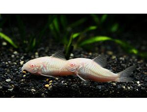 Corydoras paleatus Albino - Pancéřníček skvrnitý albín 2,5-3 cm