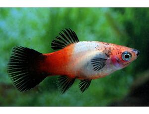 Xiphophorus maculatus SHOWA Tricolor - Plata SHOWA 3 cm