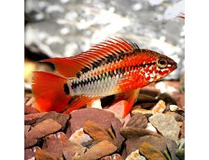 Apistogramma viejeta Red 3-4 cm