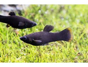 Poecilia sphenops Black - Černá molly 4-5 cm