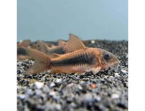 Corydoras aeneus - Pancéřníček zlatopásý 2,5-3 cm