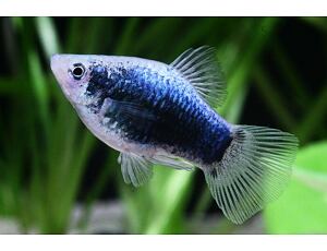 Xiphophorus maculatus Tuxedo blue - Plata Tuxedo 3 cm