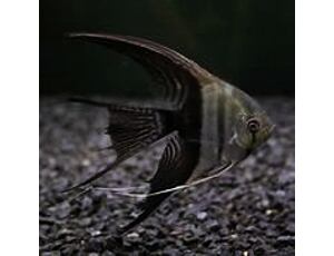 Pterophyllum scalare bicolor LF - Skalára bicolor závoj 4-5 cm