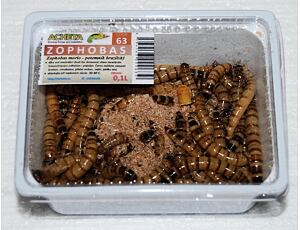 Potemník brazilský Zophobas 0,1L