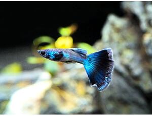 Poecilia reticulata Moscow Blue - Paví oko Moskva pár