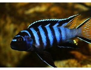 Pseudotropheus sp. Elongatus 4-5 cm