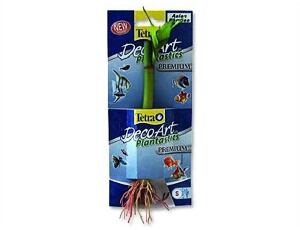 Rostlina Asian Bamboo S